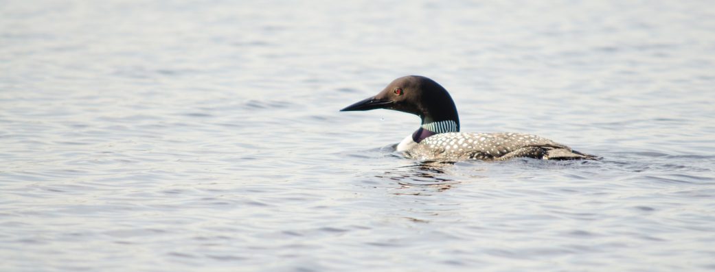 loon-in-water